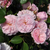 Roza - Pokrovne vrtnice - Blush™